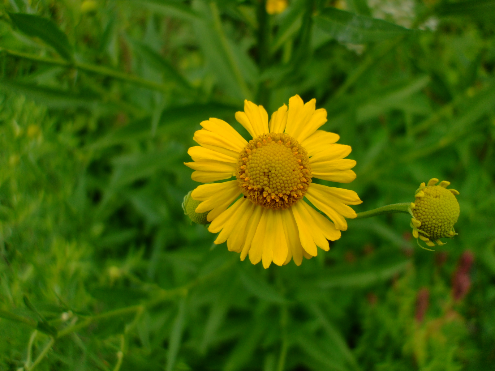 Helenium autumnale